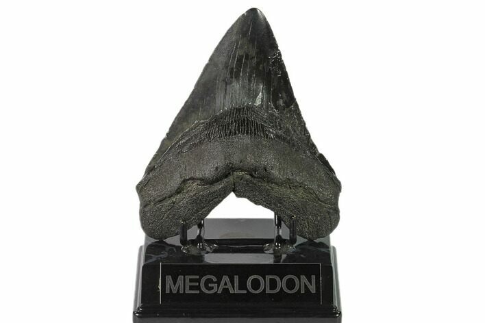 Glossy, Fossil Megalodon Tooth - South Carolina #140724